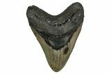 Fossil Megalodon Tooth - North Carolina #348161-1